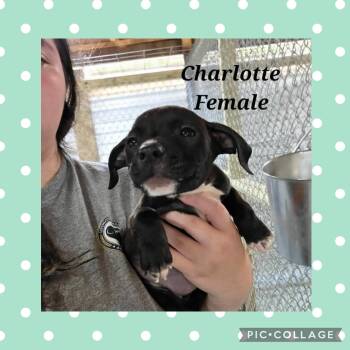 Pit Bull Terrier Dogs Available for Adoption in Ringwood, New Jersey - Charlotte | PetCurious