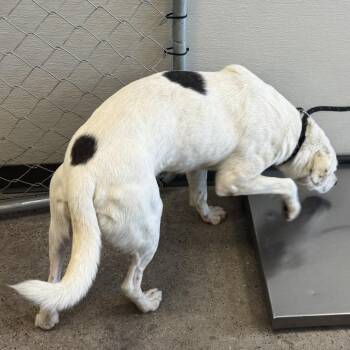 111912 -  Mixed Breed Dog for Adoption in Las Cruces, New Mexico - 111912 | PetCurious