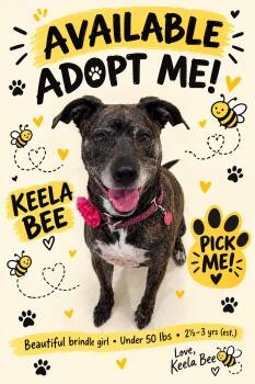 Keela Bee -  Pit Bull Terrier and Hound Dog for Adoption in Lansing, Michigan - Keela Bee | PetCurious