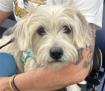 Rescue Mixed Breed Dogs for Adoption in Dallas, Texas - PIPPA | PetCurious