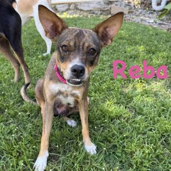 Chihuahua and Terrier Dogs Available for Adoption in Carmel Hamlet, New York - Mama Reba | PetCurious
