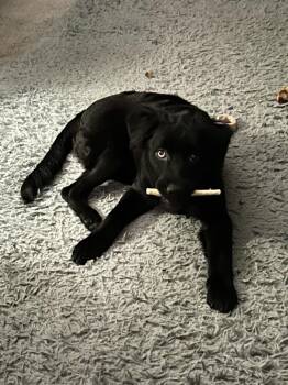 Terrier Dogs Available for Adoption in Plymouth, Michigan - Grumpy (Senna 1) | PetCurious