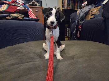 Bernadette -  Beagle Dog for Adoption in Crystal Lake, Illinois - Bernadette | PetCurious