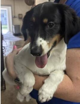 April - P -  Australian Shepherd and Terrier Dog for Adoption in Daytona Beach, Florida - April - P | PetCurious