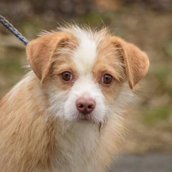 Rescue Chihuahua and Norfolk Terrier Dogs for Adoption in Lambertville, New Jersey - Simba | PetCurious