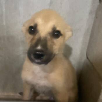 Jasper -  Shepherd and Mixed Breed Dog for Adoption in Palestine, Texas - Jasper | PetCurious