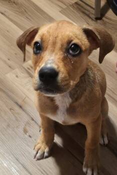 Poptart -  Boxer and Hound Dog for Adoption in Scottsburg, Indiana - Poptart | PetCurious