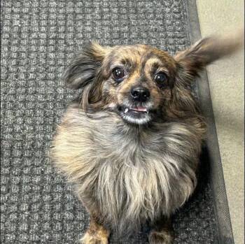 Zoe -  Dachshund Dog for Adoption in Griffith, Indiana - Zoe | PetCurious