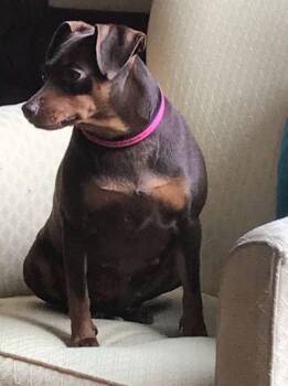 Miniature Pinscher Dogs Available for Adoption in Effingham, Illinois - Maple | PetCurious
