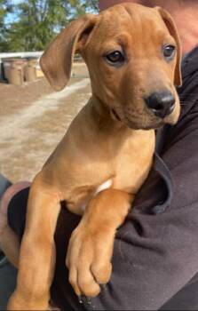 Labrador Retriever and Chihuahua Dogs Available for Adoption in Panama City, Florida - Memphis | PetCurious