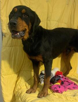 DOZER -  Rottweiler Dog for Adoption in Opelousas, Louisiana - DOZER | PetCurious