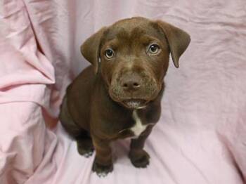 Pit Bull Terrier Dogs Available for Adoption in Portland, Oregon - Extra | PetCurious