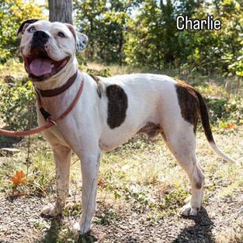 Charlie -  American Bulldog Dog for Adoption in Yellville, Arkansas - Charlie | PetCurious