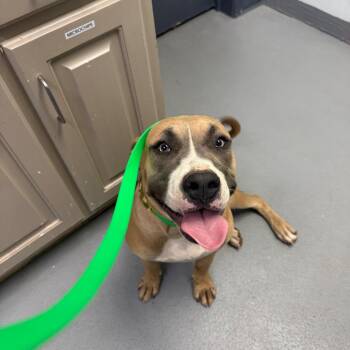 Coraline -  Mixed Breed Dog for Adoption in Oxford, Mississippi - Coraline | PetCurious