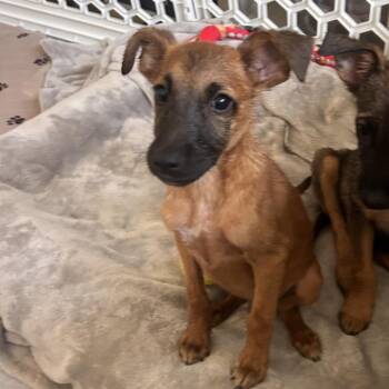 Archie -  Shepherd and Mixed Breed Dog for Adoption in Escondido, California - Archie | PetCurious