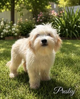 Presley - The Cutie -  Maltese and Havanese Dog for Adoption in Citrus Heights, California - Presley - The Cutie | PetCurious