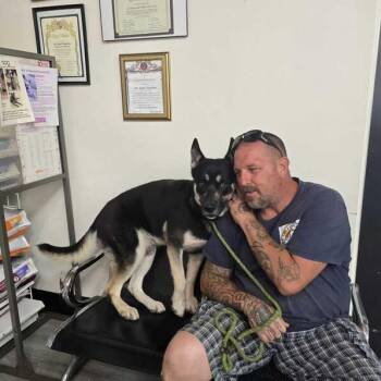 Rescue German Shepherd Dog Dogs for Adoption in San Rafael, California - Rubble | PetCurious