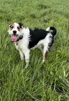 Wire Fox Terrier Dogs Available for Adoption in Kankakee, Illinois - Finn | PetCurious