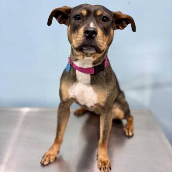 Pit Bull Terrier Dogs Available for Adoption in Portland, Oregon - Elsa | PetCurious