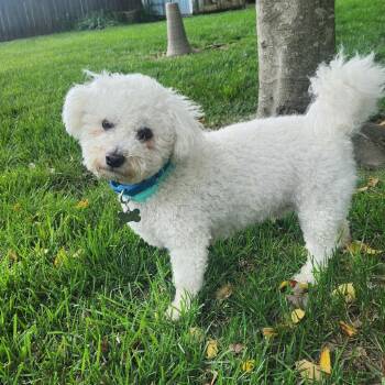 Bichon Frise Dogs Available for Adoption in La Grange, Kentucky - Maxwell | PetCurious