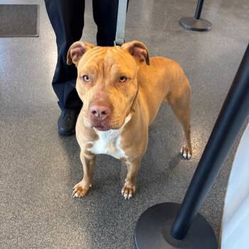 Mixed Breed Dogs Available for Adoption - LVH-Stray-13192 | PetCurious