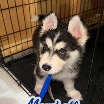 Husky Dogs Available for Adoption in Niagara Falls, Ontario - Marshall (20260421-02) | PetCurious