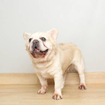 Faire D69963 -  French Bulldog Dog for Adoption in Minnetonka, Minnesota - Faire D69963 | PetCurious