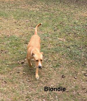 Rescue Labrador Retriever Dogs for Adoption in Zimmerman, Minnesota - Blondie | PetCurious