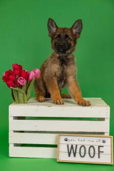 Shepherd Dogs Available for Adoption in Brighton, Colorado - 304-26 | PetCurious