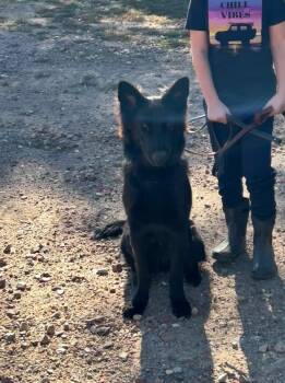 Rescue German Shepherd Dog Dogs for Adoption in Londonderry, New Hampshire - Beretta | PetCurious