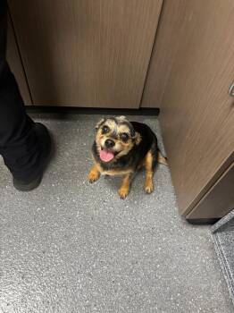 Sassi -  Terrier and Poodle Dog for Adoption in Greenfield, Indiana - Sassi | PetCurious