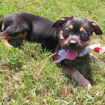 Ravina D70580 -  Pit Bull Terrier and French Bulldog Dog for Adoption in Minnetonka, Minnesota - Ravina D70580 | PetCurious