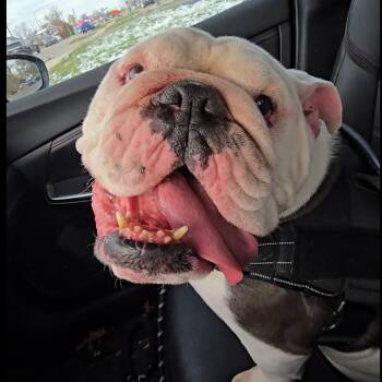 Rescue English Bulldog Dogs for Adoption in Huber Heights, Ohio - Reuben | PetCurious