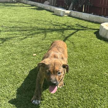 Labrador Retriever Dogs Available for Adoption in San Antonio, Texas - Bubba  | PetCurious