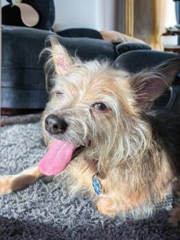 Charli -  Yorkshire Terrier Dog for Adoption in Sumter, South Carolina - Charli | PetCurious