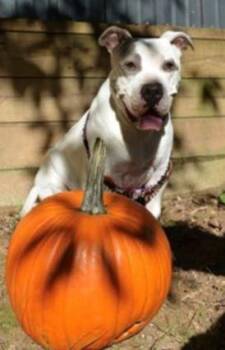 Rescue Bulldog and Pit Bull Terrier Dogs for Adoption in Cowen, West Virginia - GRACIE LOU | PetCurious