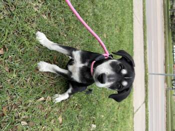 Tulip -  Shepherd Dog for Adoption in Harlingen, Texas - Tulip | PetCurious