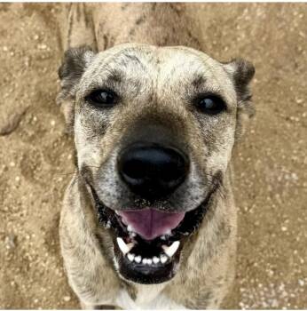 Jimmy Buffet Dixon -  Mountain Cur Dog for Adoption in Rockaway, New Jersey - Jimmy Buffet Dixon | PetCurious