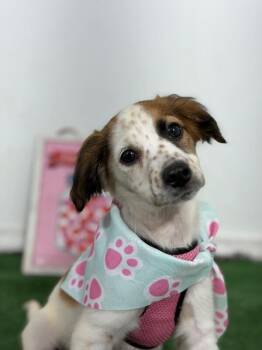 Pup tart-One of our Amazing Rescue Dogs -  Brittany Spaniel and English Setter Dog for Adoption in Carlsbad, California - Pup Tart-One Of Our Amazing Rescue Dogs | PetCurious