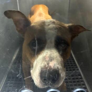Arlene FKA Baby -  Pit Bull Terrier Dog for Adoption in Philadelphia, Pennsylvania - Arlene FKA Baby | PetCurious