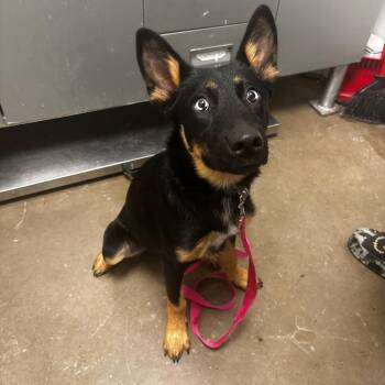 Missy -  Husky and Shepherd Dog for Adoption in Tulsa, Oklahoma - Missy | PetCurious