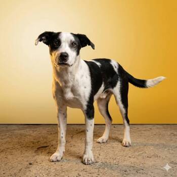 Camilo -  Cattle Dog and Mixed Breed Dog for Adoption in San Diego, California - Camilo | PetCurious