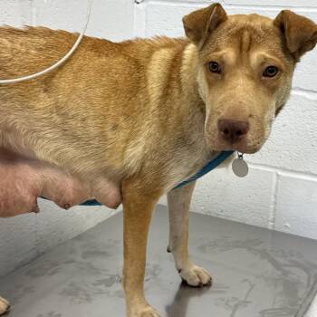Ms Brisby -  Shar Pei and Black Mouth Cur Dog for Adoption in Hattiesburg, Mississippi - Ms Brisby | PetCurious