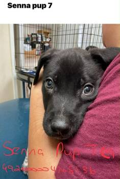 Terrier Dogs Available for Adoption - Bashful (Senna 7) | PetCurious