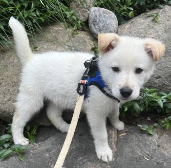 PAPAYA -  Labrador Retriever and Husky Dog for Adoption in Minesing, Ontario - PAPAYA | PetCurious