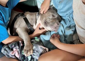 Rainbow Dash -  Mixed Breed Dog for Adoption - Rainbow Dash | PetCurious