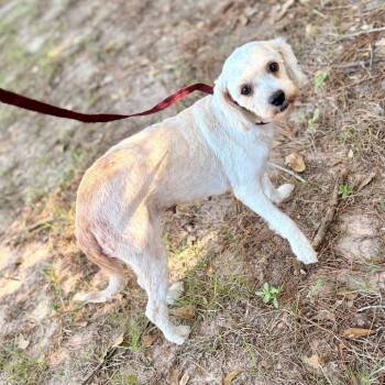 Sophie Belle -  Maltese and Miniature Poodle Dog for Adoption in Houston, Texas - Sophie Belle | PetCurious