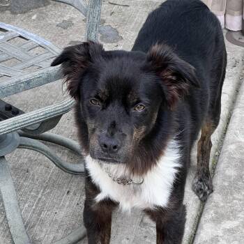 Tanuki -  Australian Cattle Dog Blue Heeler Dog for Adoption in Addison, Illinois - Tanuki | PetCurious