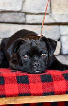Jameson -  Pug and Mixed Breed Dog for Adoption in Yakima, Washington - Jameson | PetCurious