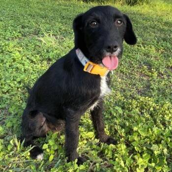 Terrier Dogs Available for Adoption in Harlingen, Texas - Bluey | PetCurious